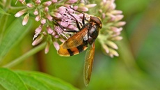 Hornissen-Schwebfliege (3).jpg